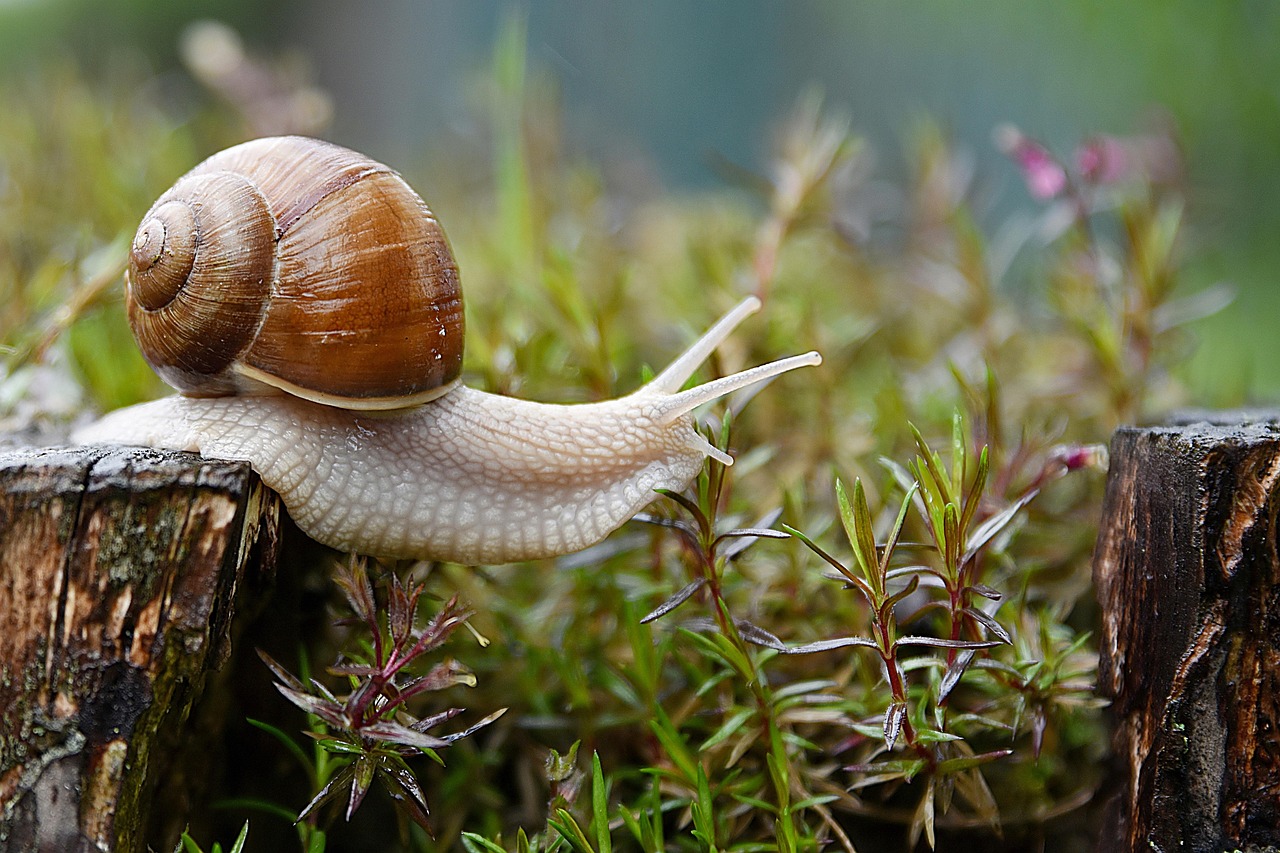 Slugs, Beetles and Crabs Spread Seeds Through Forests More Than Scientists Knew