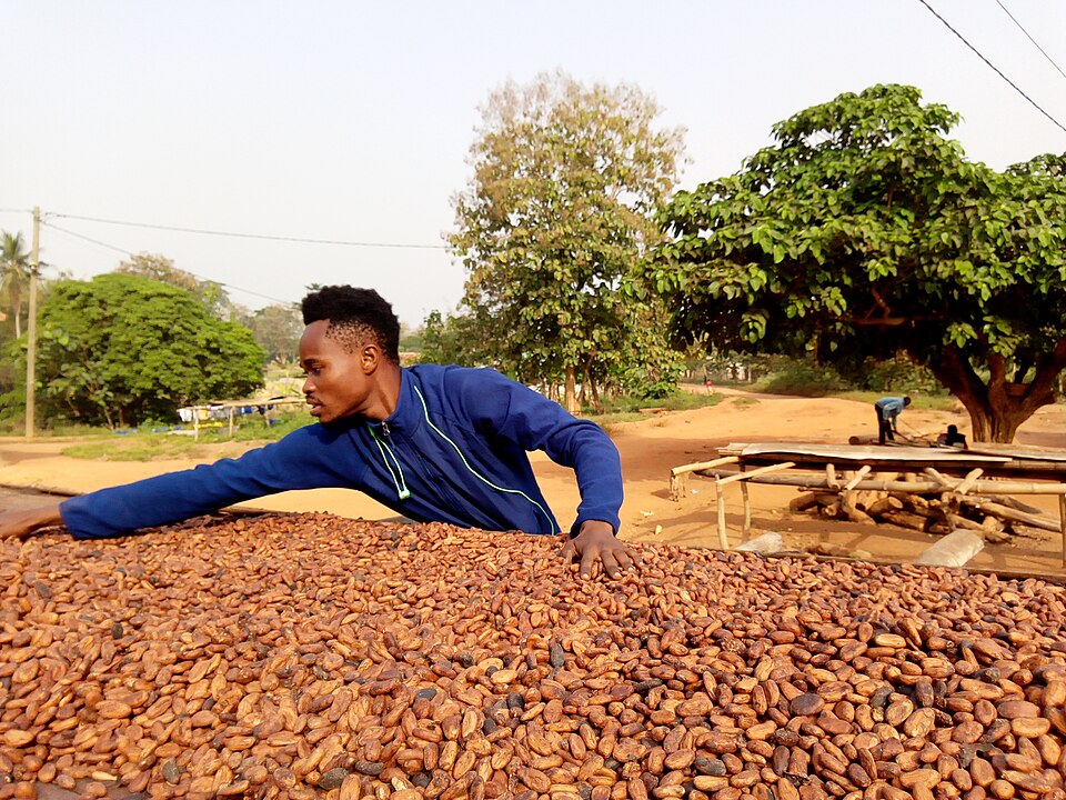 Drying of the cocoa bean by a farmer at Nkyerepoaso in Juaben municipal of the Ashanti region of Ghana.
