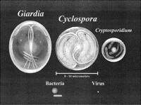 Michigan Records First Deaths in Multistate Cyclosporiasis Outbreak Tied to Contaminated Food