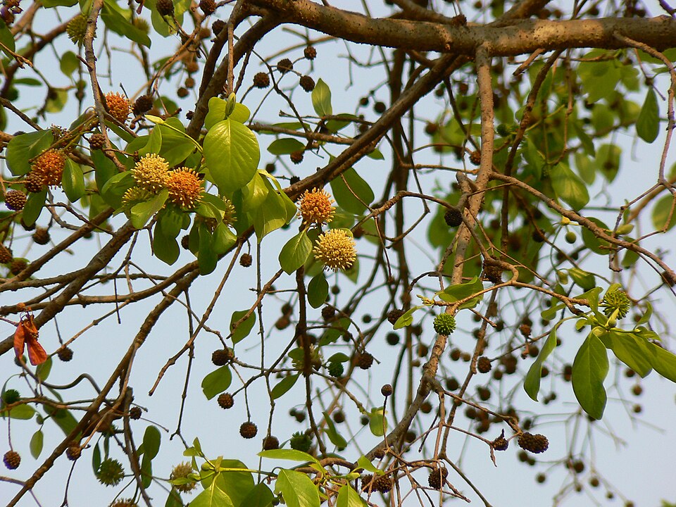 Botanical name: Mitragyna parvifolia (Roxb.) Korth.
Synonym: Stephegyne parvifolia Roxb.
Family: Rubiaceae (bedstraw, coffee, or madder family)
Common names of Mitragyna parvifolia:
Bengali: Gulikadam • English: Kaim • Hindi: कैम Kaim, Kayim, Kaddam Kamgi • Kannada: Kongu, Kadaga • Malayalam: Vimpu,