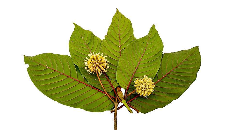 North Dakota Governor Declares Public Health Emergency and Bans Kratom Statewide