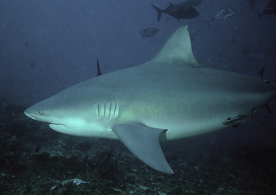 Adult bull (Carcharhinus leucas) at Shark Reef Marine Preserve, Beqa Lagoon, Fiji; May 2007 by Terry Goss. Shot w/Nikon D70S with Nikkor 12-24mm (@24mm). For more please visit my portfolio: https://www.flickr.com/photos/pterantula/sets/
(https://www.flickr.com/photos/pterantula/538133228/)