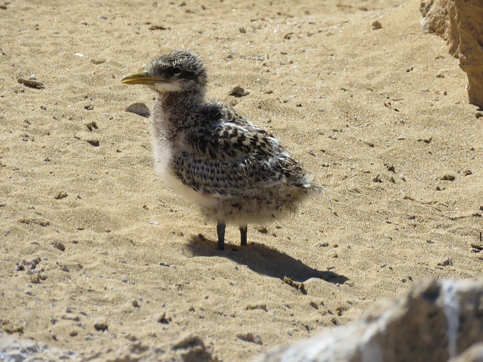 A Greater Crested Tern (Thalasseus bergii) chick on Penguin Island, Western Australia.