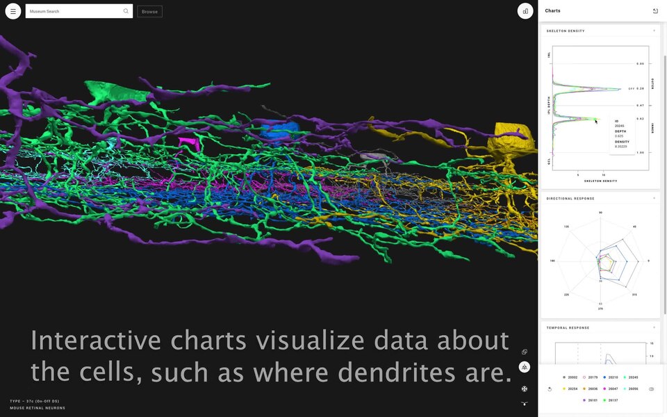 "There are hundreds of types of neurons. Explore their beautiful intricacy and learn how they differ in the interactive cell visualizer at museum.eyewire.org.
The Eyewire Neuseum is an interactive digital catalog that visualizes structural and functional data for mouse retinal cell types. It was pub