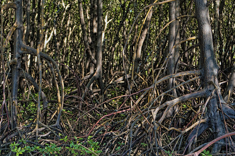 Mangrove Forests Are Now Expanding Faster Than They Are Being Destroyed