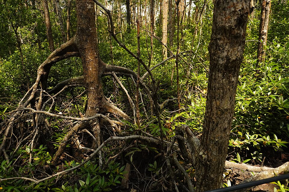 Mangrove forests are important coastal ecosystems described as "natural engineers" because of their capacity to filter pollutants, guard against erosion, stabilize shorelines, and provide habitat for a variety of wildlife. As natural barriers, their intricate root systems trap silt and absorb wave e