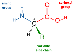 The molecular structure of a generic amino acid, showing the central alpha carbon (black), the carboxyl group (red), the amino group (blue), and the variable side chain (green).
Color scheme borrowed from  by User:YassineMrabet and adapted here.