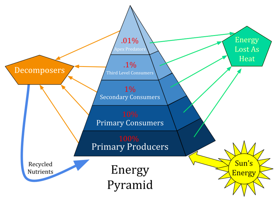 An energy pyramid is a presentation of the trophic levels in an ecosystem. Energy from the sun is transferred through the ecosystem by passing through various trophic levels. Roughly 10% of the energy ass transferred from one trophic level to the next, thus preventing a large amounts of trophic leve