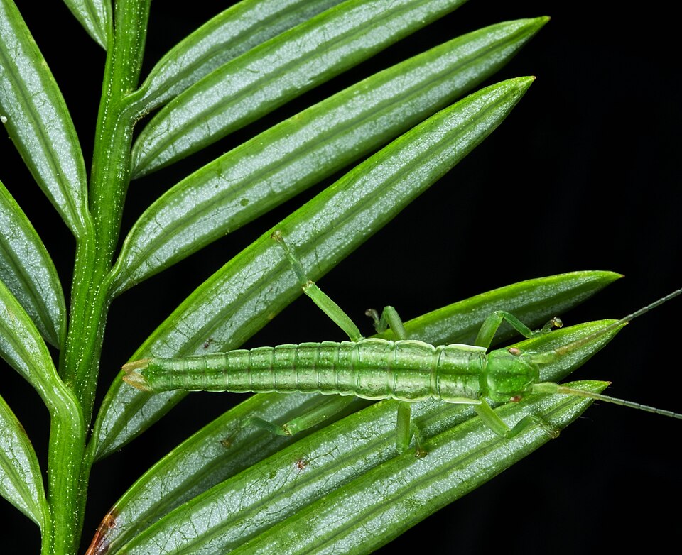 Timema poppense perfectly camouflaged on its host, Redwood Sequoia sempervirens, California. This and other, closely related, species are adapted to live on very different host plants and at different elevations. These ecological specialisations have triggered the splitting into distinct species. Ho
