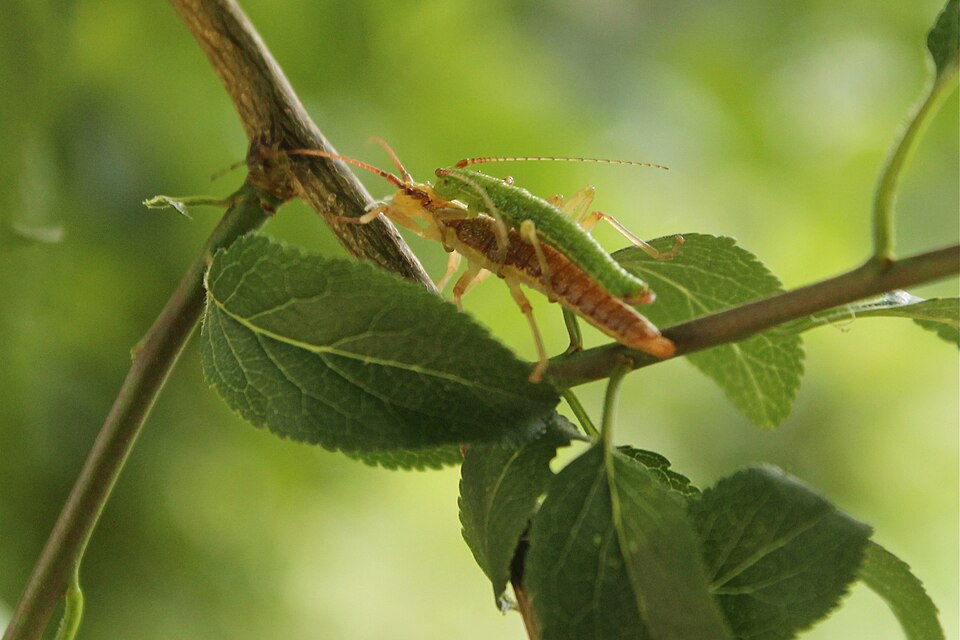 Stick Insects Go One Million Years Without Sex, Keeping Dormant Genetic System