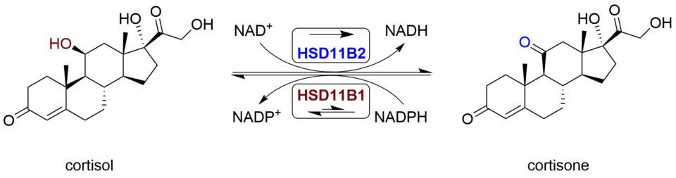 Cortisol-cortisone equilibrium