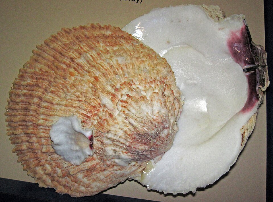 Ancient Scallop Bead Found Inland Pushes California Trade History Back Thousands of Years