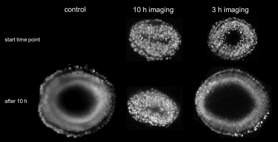 Figure S2.

Effect of phototoxicity by illumination on the development of mouse embryos during gastrulation. Top row shows section images of the embryos at first time point (E6.5) and bottom row at 10 hours later (E7). In control, the embryo normally developed in the microscope chamber without illum