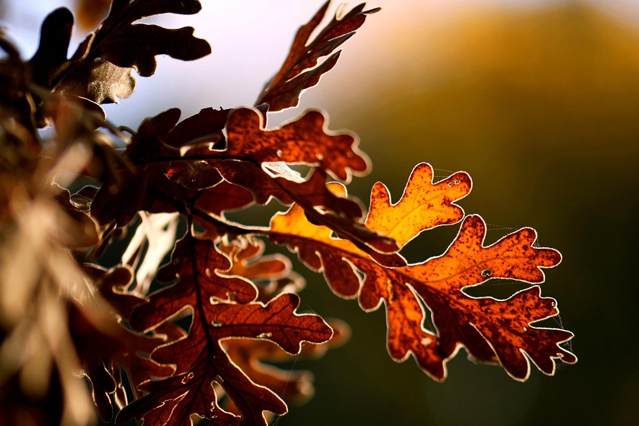 Oak Leaf Surfaces Host Two Completely Different Microbial Communities
