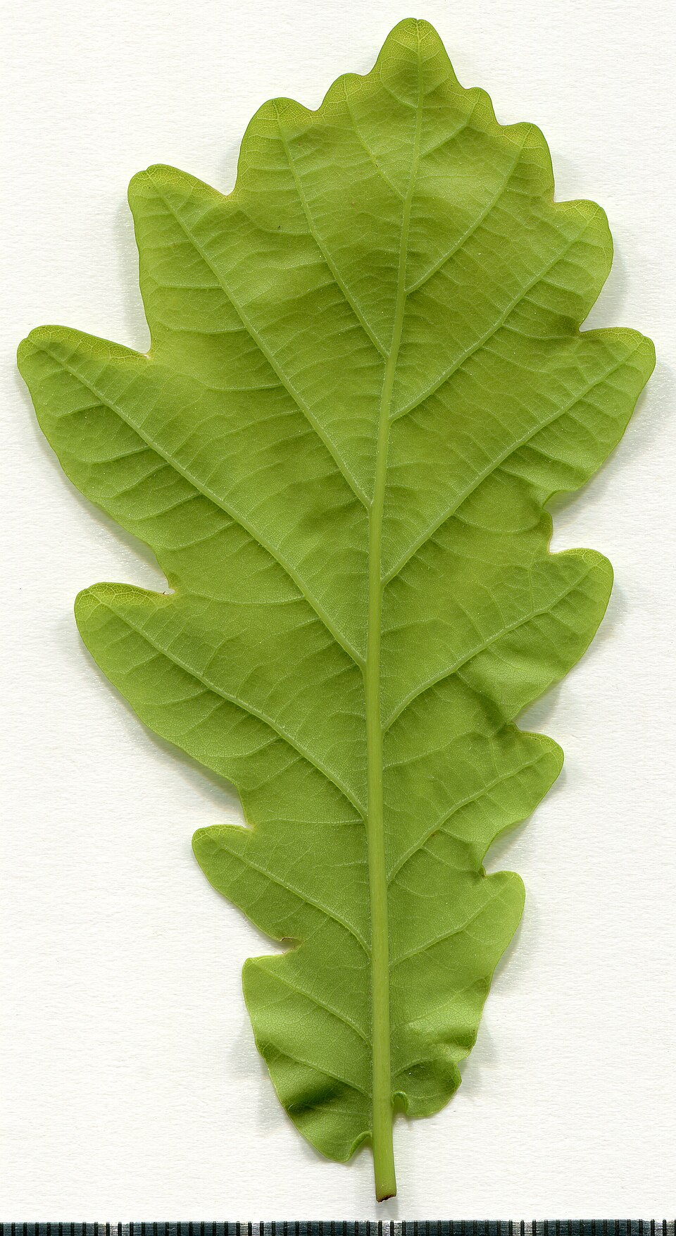 Oak. Leaf abaxial side. Herbarium of the city Elektrostal Moscow Oblast, 2020 year. Created by scanography. Collection D.Makeev. Scale 1 unit = 1 mm. These are original colors. Please do not make edit.