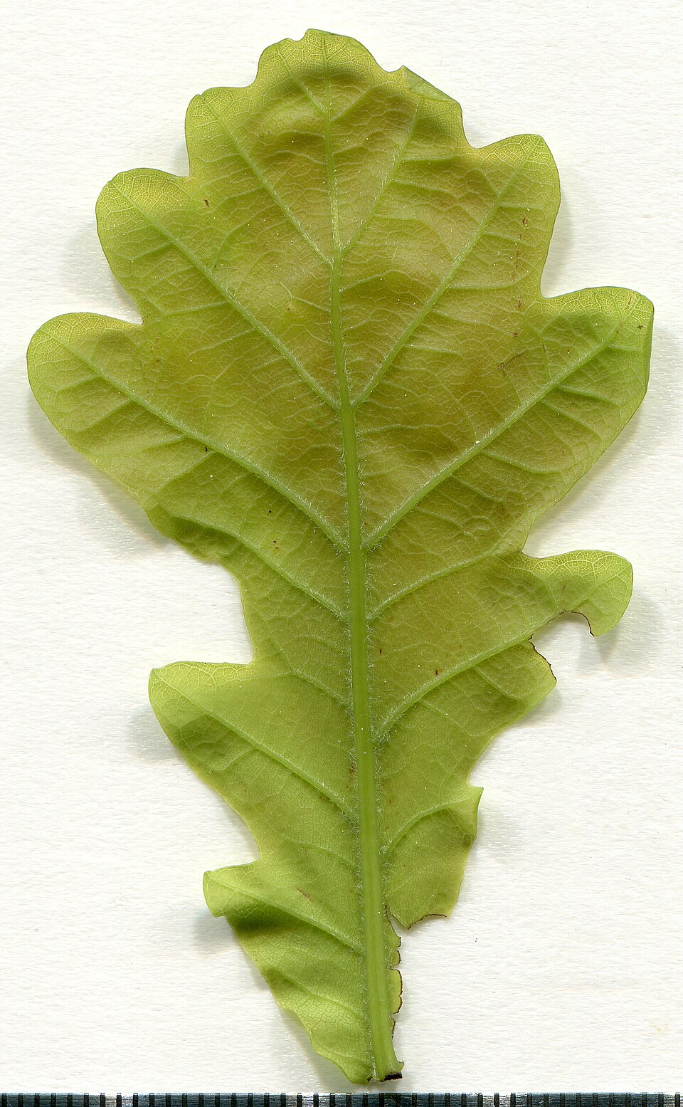 Oak Leaf Surfaces Host Two Completely Different Microbial Communities