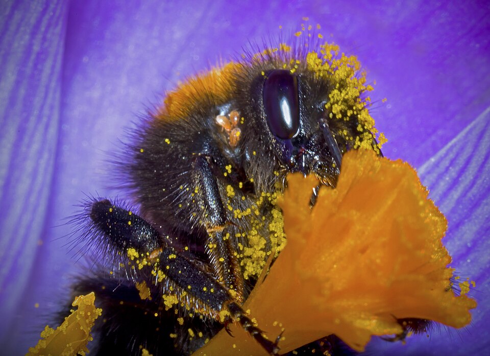 Bumblebees Learn Queen Smells Rather Than Being Born Knowing Them