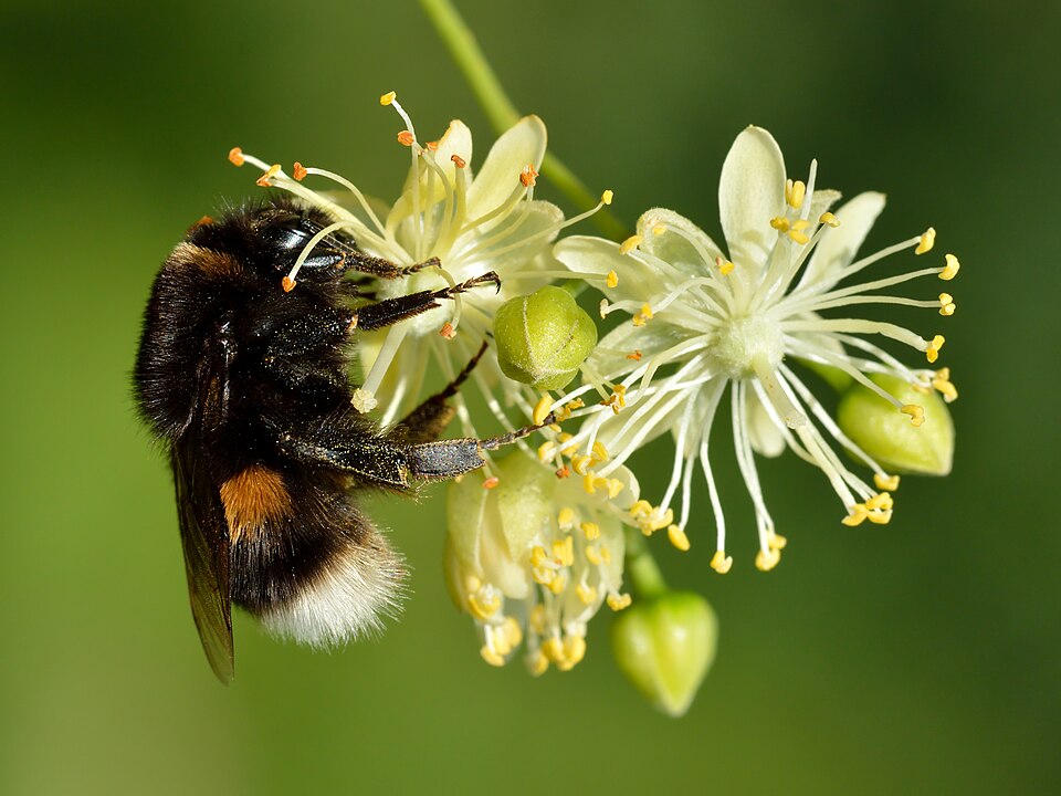 Large earth bumblebee queen (Bombus terrestris) on the flowers of small-leaved lime (Tilia cordata). Keila, Northwestern Estonia.