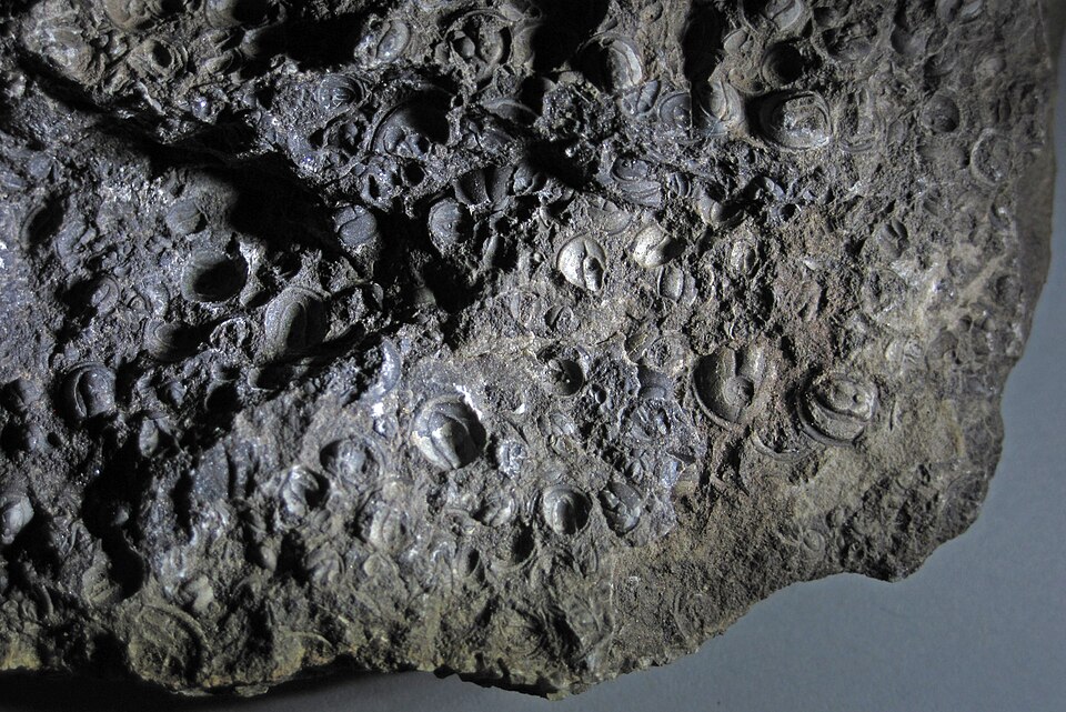 Agnostoid trilobites in limestone from the Cambrian of Sweden. (field of view ~5.6 centimeters across)
Trilobites are extinct marine arthropods.  They first appear in Lower Cambrian rocks and the entire group went extinct at the end of the Permian.  Trilobites had a calcitic exoskeleton and nonminer