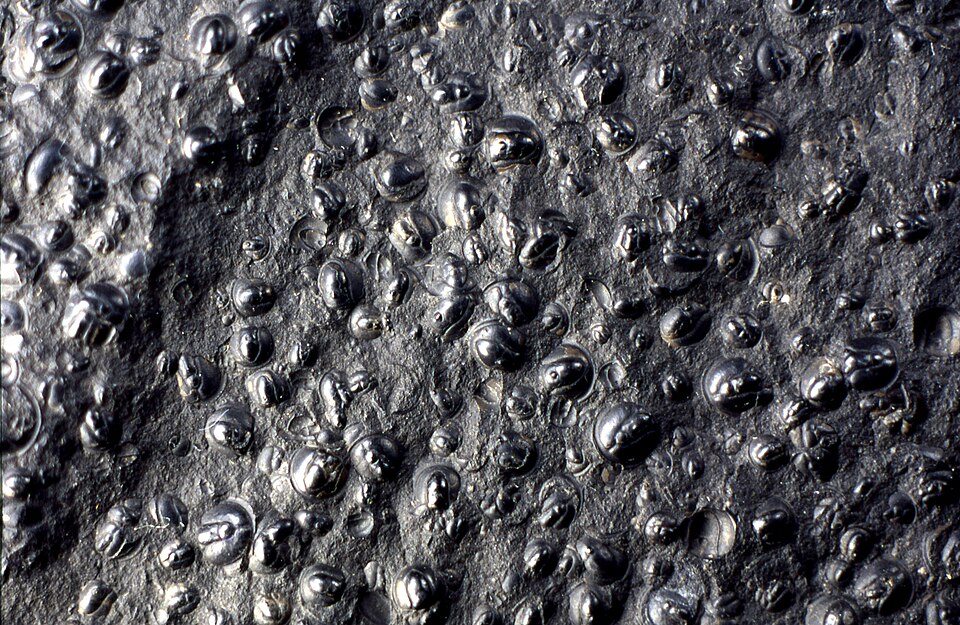 Ancient Poop May Have Sparked the Cambrian Explosion of Animal Life