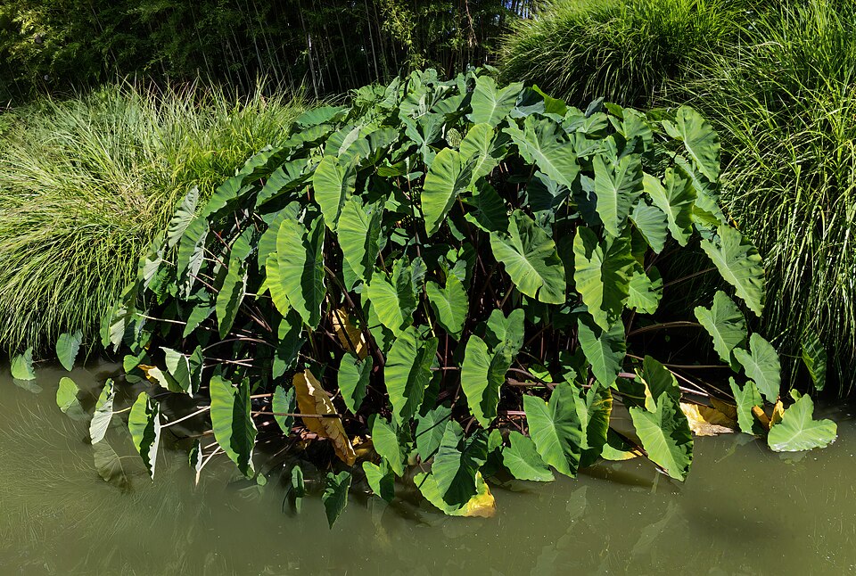 Colocasia esculenta - Taro