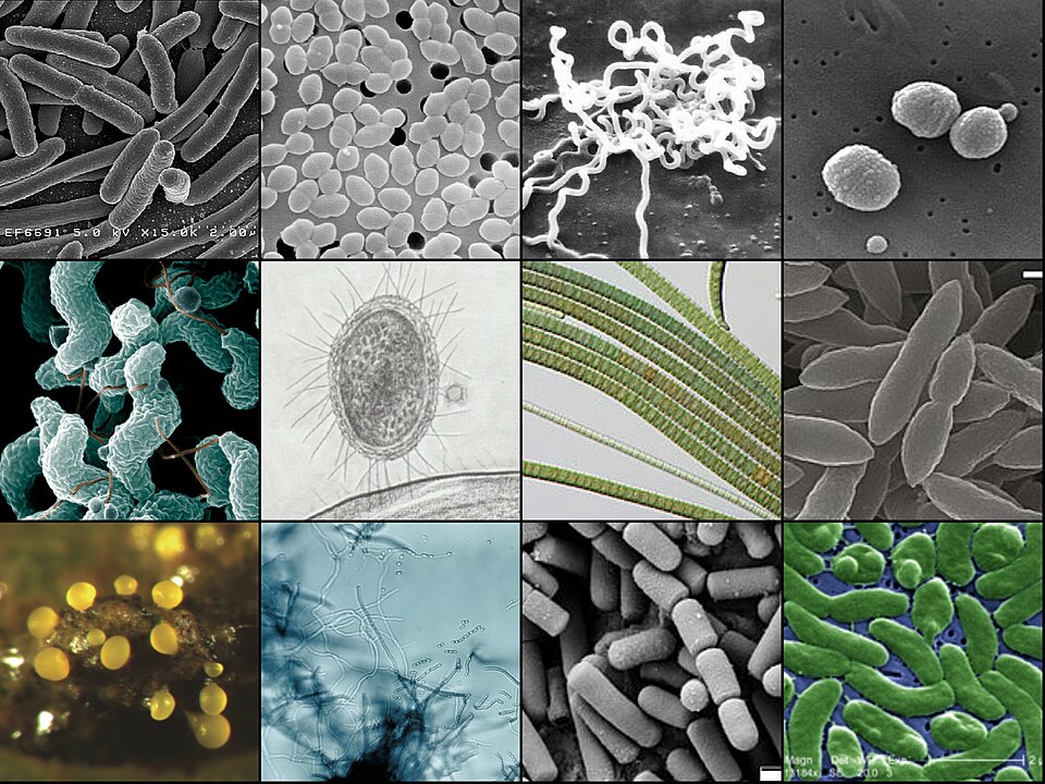 Collage of Bacteria.