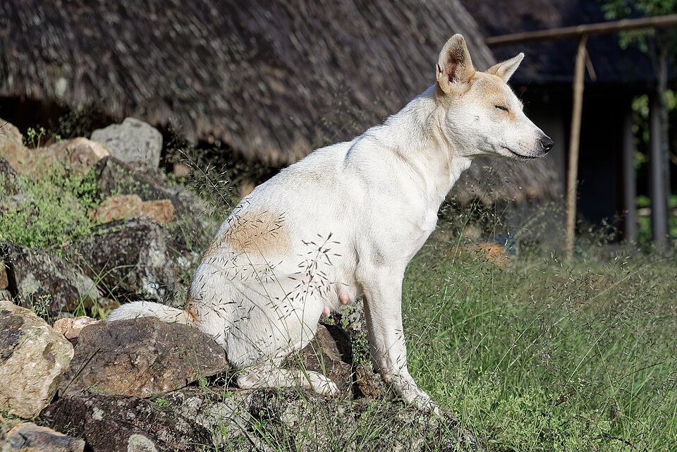 Dog in Wae Rebo village, Flores Island, Indonesia
