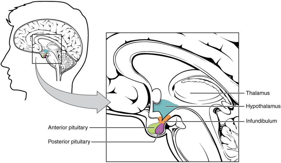 Illustration from Anatomy &amp; Physiology, Connexions Web site. https://cnx.org/content/col11496/1.6/, Jun 19, 2013.