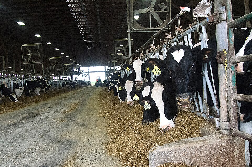 Healthier Livestock Could Lower Farm Greenhouse Gas Emissions Worldwide