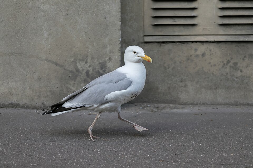 European herring gull (Larus argentatus) walking on the sidewalk in Dieppe, Normandie, France.