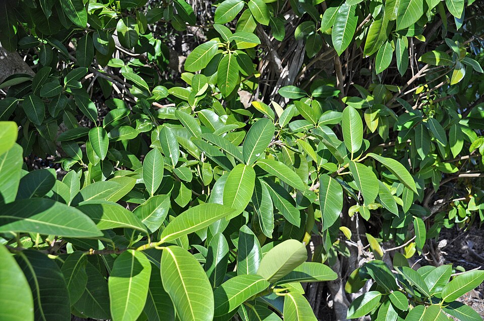 Ficus aurea Nuttall, 1846 - Florida strangler fig in Florida, USA. (December 2012)
Plants are multicellular, photosynthesizing eucaryotes.  Most species occupy terrestrial environments, but they also occur in freshwater and saltwater aquatic environments.  The oldest known land plants in the fossil