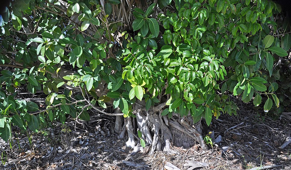 Miami Tree Study Finds Larger Canopies Cool Cities Far More