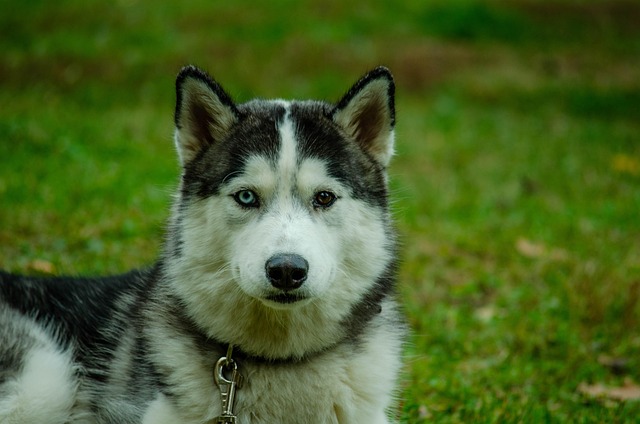 Laika Releases New Wildwood Trailer With Star-Studded Voice Cast