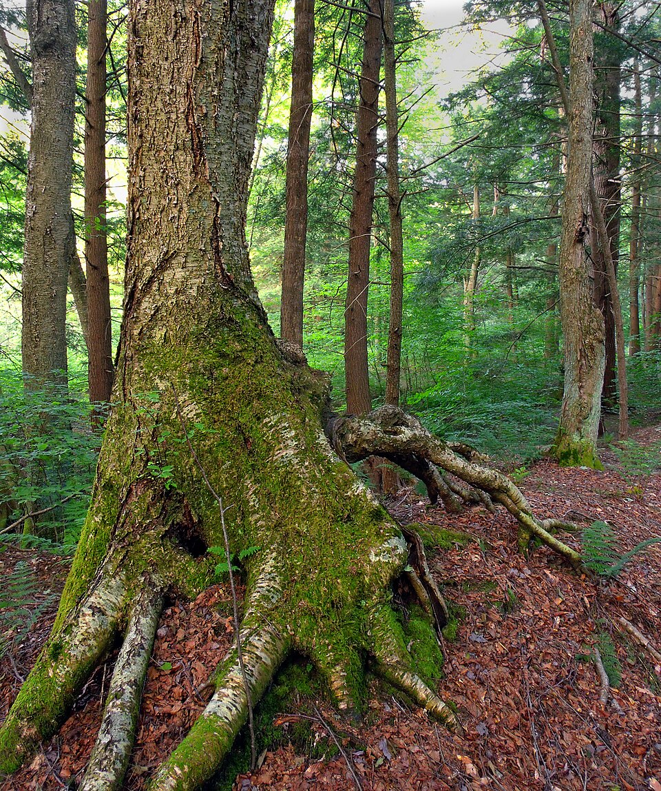 Betula alleghaniensis — Yellow birch, old-growth fallen tree.

Within the Tionesta Research Natural Area of Allegheny National Forest, in Wetmore Township, McKean County, Pennsylvania.
The exposed, stilted roots have grown from the stump of long-ago fallen tree.


Remote and difficult to access, the