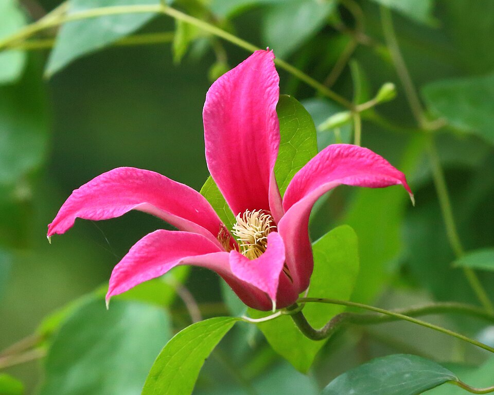 Clematis 'Princess Diana'.