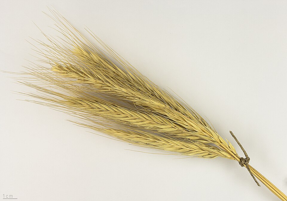 Secale cereale, seeds