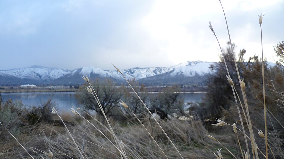 Secale cereale dried inflorescences from previous season near the Columbia River in East Wenatchee, Douglas County Washington