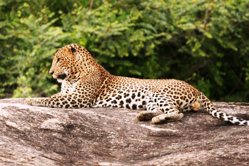 Colonial Exploitation of Biodiversity Linked to Persistent Poverty in Developing Nations