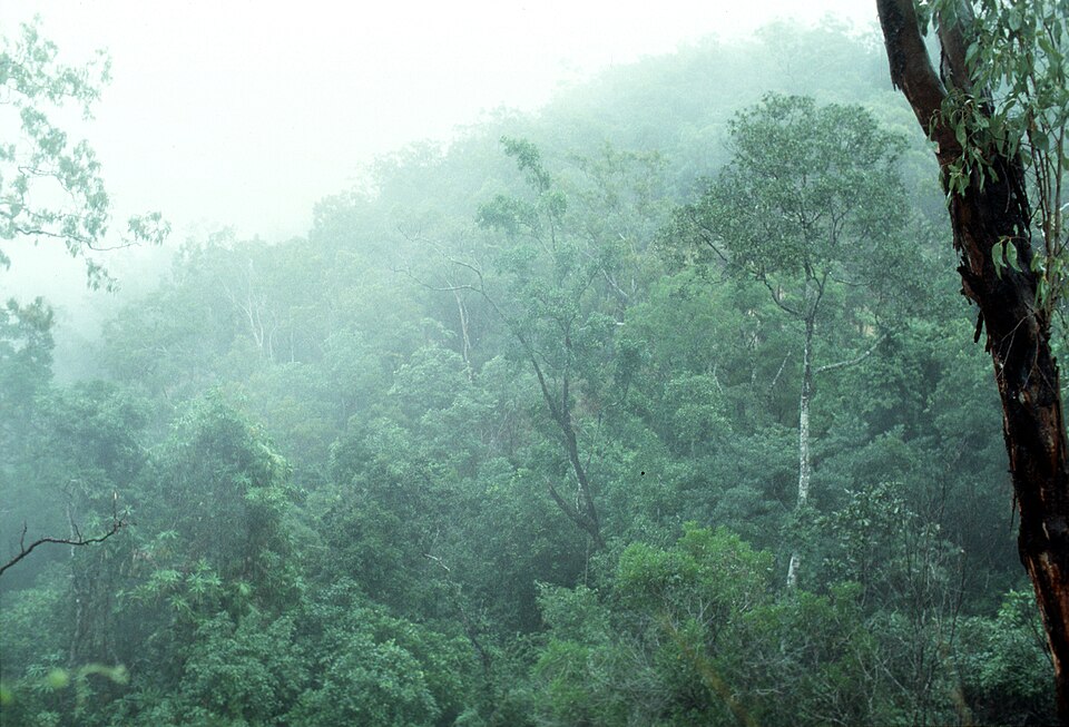 A rainy day in a North Queensland rainforest. Rainforest in Nth Queensland is defined as tropical rainforest and is thus floristically more diverse and structurally more complex than its southern counterparts. The structure of a tropical rainforest consists of a number of vertical layers, including