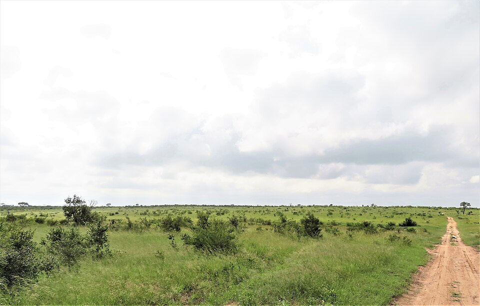 CO2 Levels Boost African Savanna Grass Growth by 28 Percent Over 32 Years