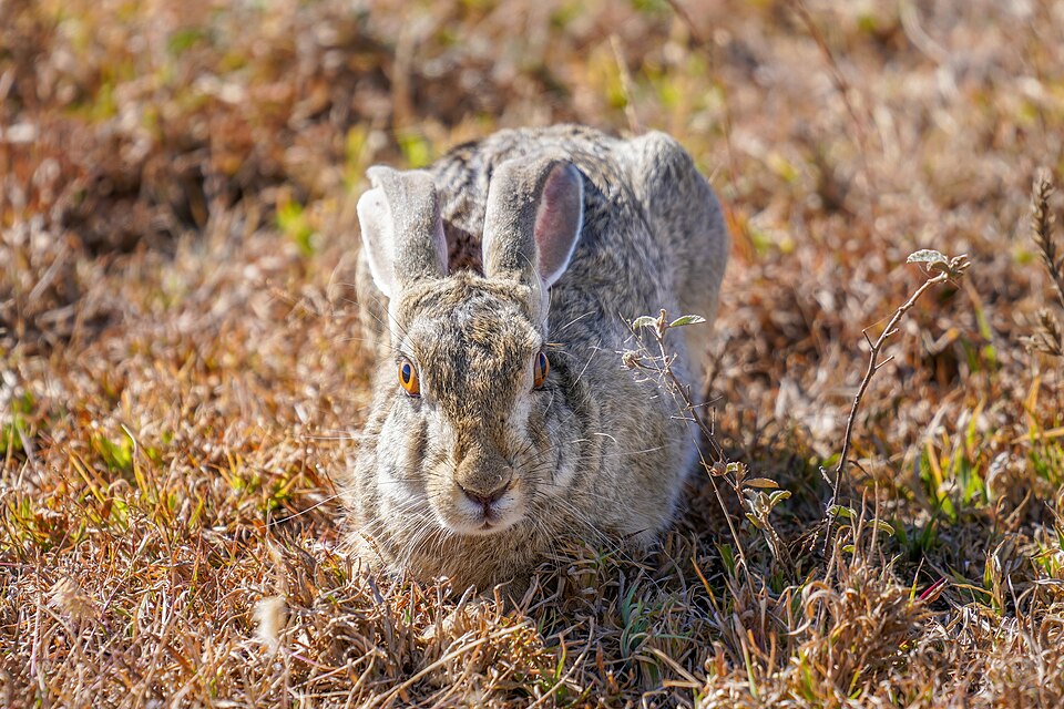 African savanna hare in Serengeti National Park, Tanzania