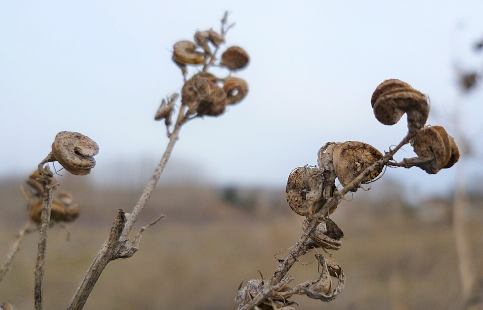 Medicago sativa in East Wenatchee, Douglas County Washington