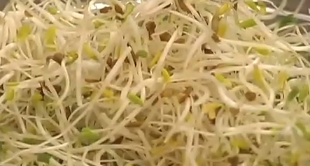 Growing Sprouts tips.  Growing sprouts is easy and nutritious.