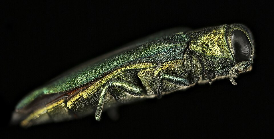 Emerald Ash Borer Confirmed in Five More Texas Counties, Spreading South