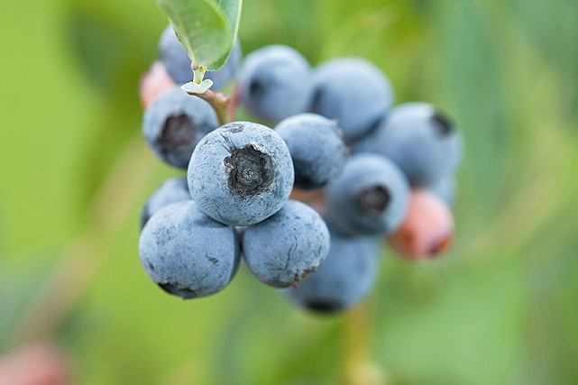 FDA Upgrades Publix Frozen Berry Recall to Highest Risk Level After E. Coli Cases