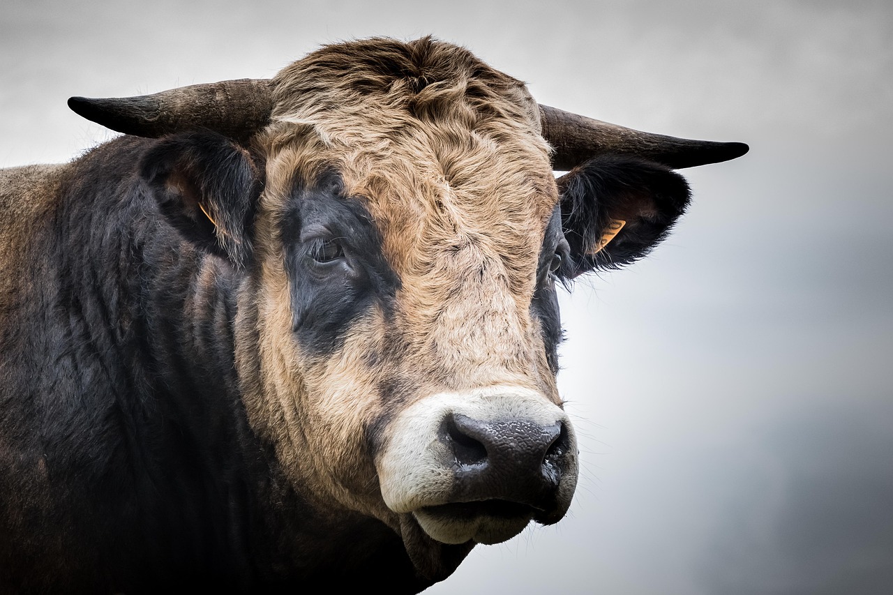California Ranch Foreman Lassos Loose Bull on Highway 35 After Midnight