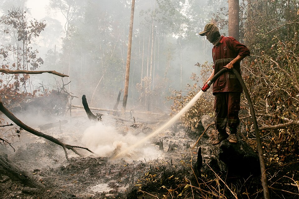 Once, the inner hidden embers of peatland, still alive. Produce the haze. Undermine the forest trees roots.