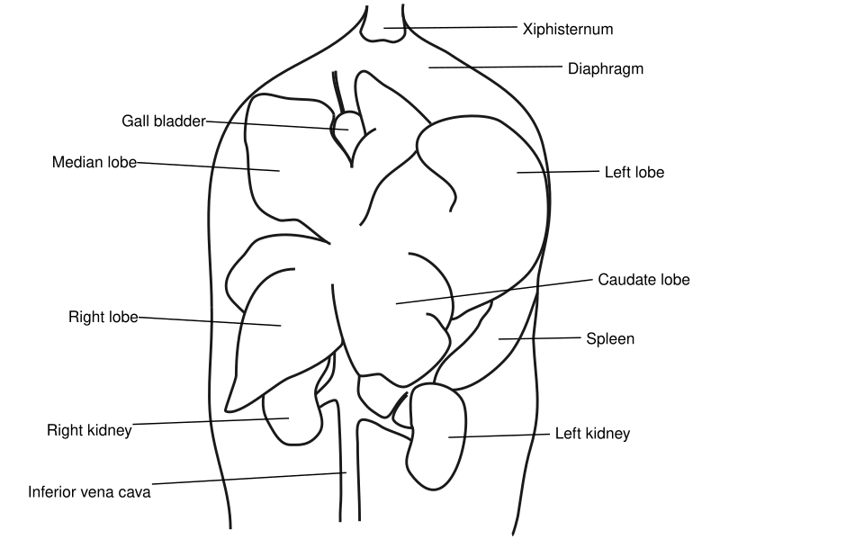 Basic mouse liver anatomy showing retroflected lobes inside open abdomen. Also labelled are kidneys, spleen, gallbladder and inferior vena cava