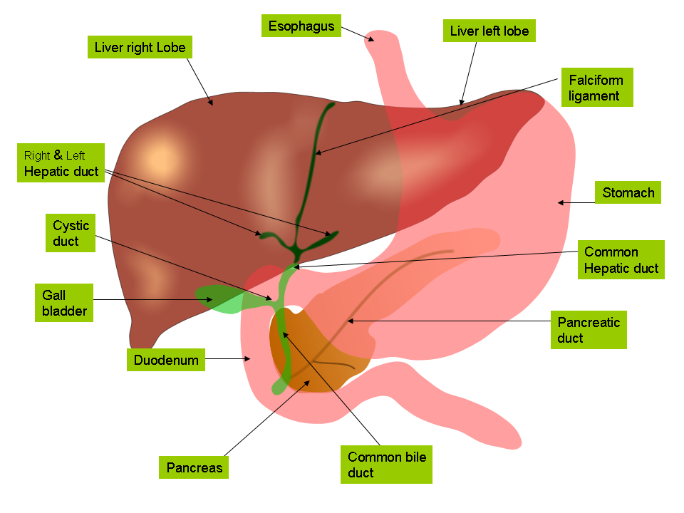 Anatomy of the biliary tree, liver and gall bladder