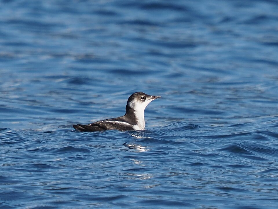 Marbled Murrelet (Brachyramphus marmoratus)